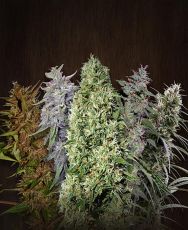 Ace Mix feminised (5 seeds) ― GrowSeeds