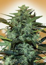 Auto Cheese Berry fem ― GrowSeeds