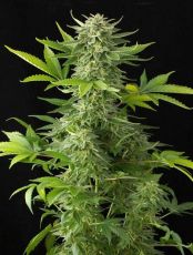 Auto Moby Dick fem (5-1000 seeds) ― GrowSeeds