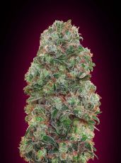 Bubble Gum feminised ― GrowSeeds