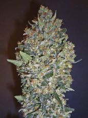 Cheese Berry feminised ― GrowSeeds