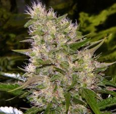 Critical Mass fast feminised (5-1000 seeds) ― GrowSeeds