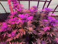 Do-Si-Dos usa fast feminised (5-1000 seeds) ― GrowSeeds