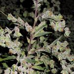 Dr. Grinspoon feminised (1 seeds)