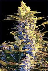 Easy Ryder RS auto reg  ― GrowSeeds