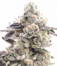 Girl Scout Cookies usa feminised (5-1000 seeds) ― GrowSeeds