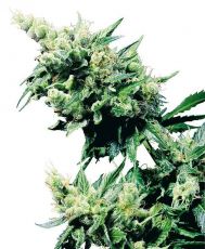Hash Plant feminised (5-1000 seeds) ― GrowSeeds