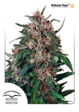 Hollands Hope feminised ― GrowSeeds