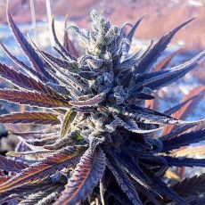 Jelly Bean usa feminised (5-1000 seeds) ― GrowSeeds