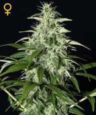 Kalashnikova auto fem ― GrowSeeds