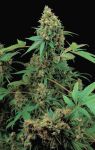 Moby Dick feminised (5-1000 seeds)
