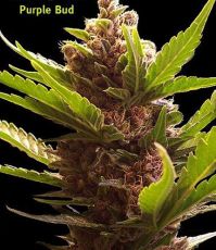 Purple Bud regular ― GrowSeeds