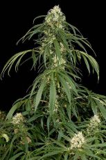 Super Silver feminised ― GrowSeeds