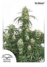 The Ultimate feminised (5-1000 seeds) ― GrowSeeds