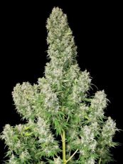 White Russian feminised (5-1000 seeds) ― GrowSeeds