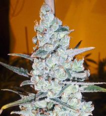 Auto Big Bomb fem (5-1000 seeds) ― GrowSeeds